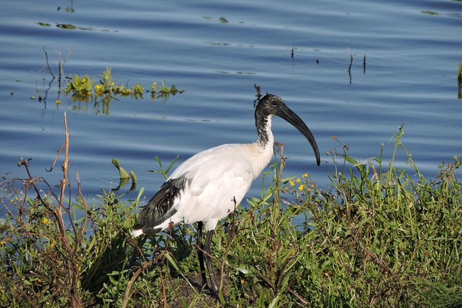 Birdwatching in Cape Town - Strandfontein Sewage Works and a different bird count