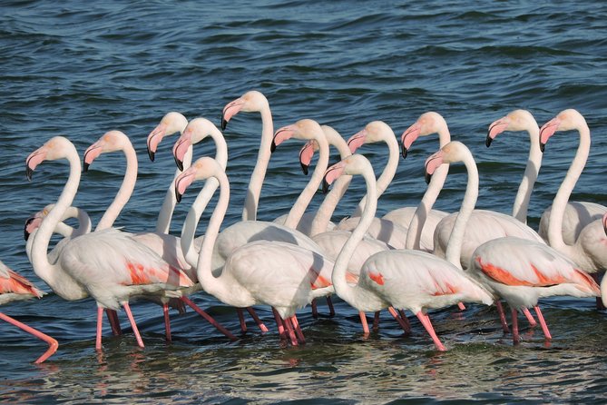 Birdwatching in Cape Town - What Alfie adds to the day