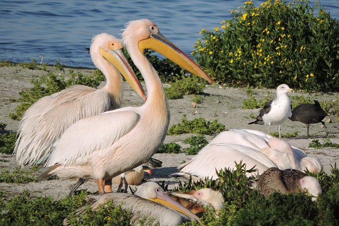 Birdwatching in Cape Town - Weather, walking, and realistic expectations