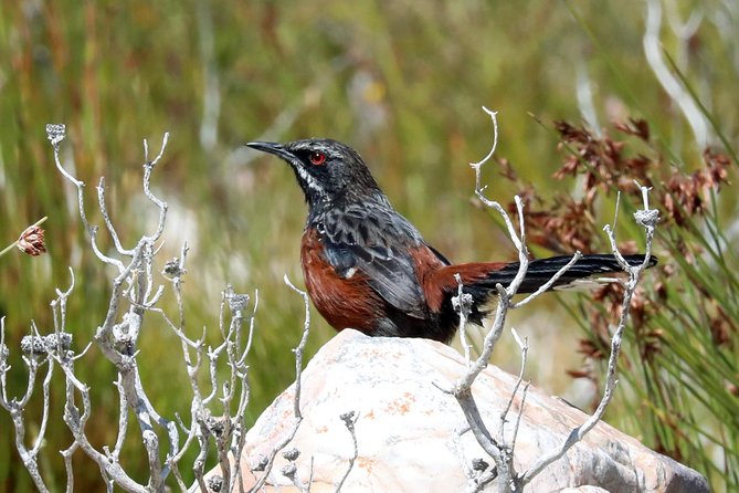 Birdwatching in Cape Town - Is $115.43 per person good value?