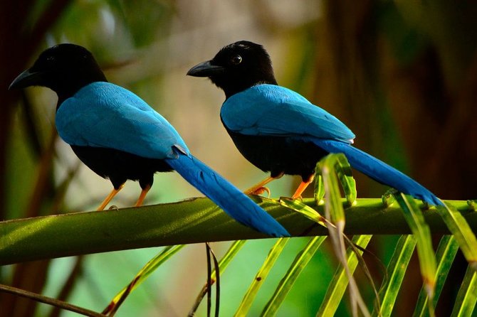 Birdwatching in Coba from Tulum - Shared Group Tour - Why Coba works so well for birdwatching
