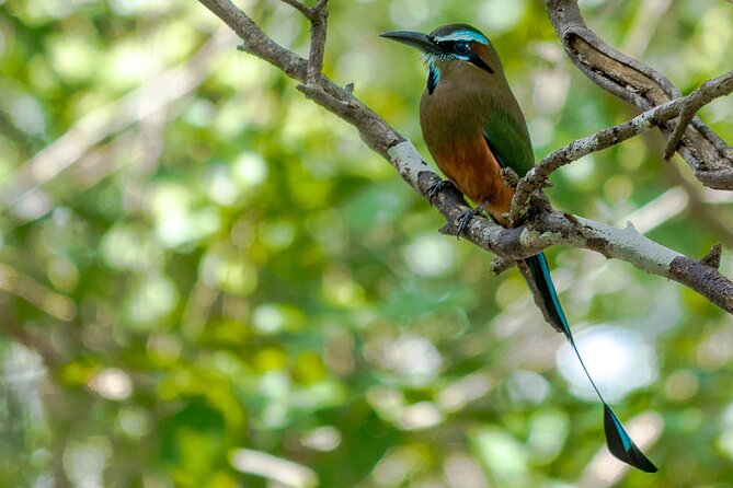 Birdwatching in Coba from Tulum - Shared Group Tour - Two hours among the Coba ruins