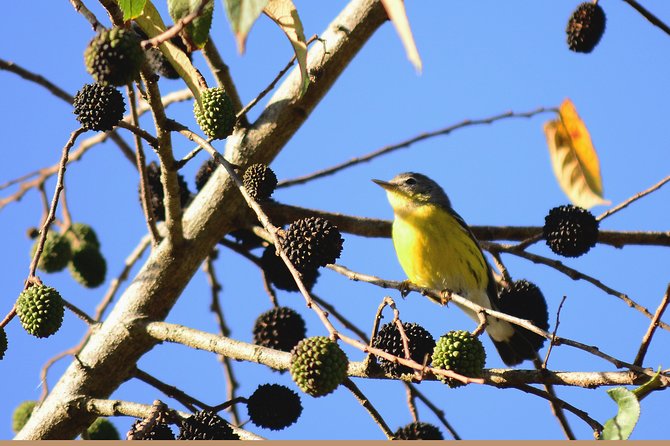 Birdwatching in Coba from Tulum - Shared Group Tour - The guide can make or break the morning