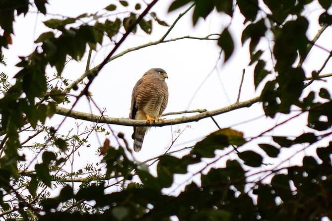 Birdwatching in Coba from Tulum - Shared Group Tour - A local Mayan brunch after the ruins