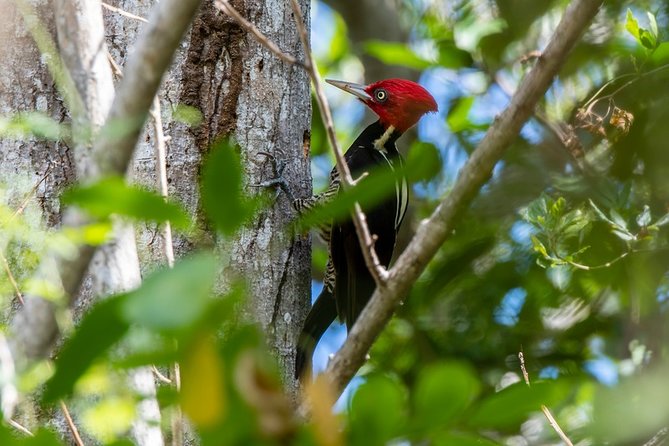 Birdwatching in Coba from Tulum - Shared Group Tour - Starting before breakfast in central Tulum