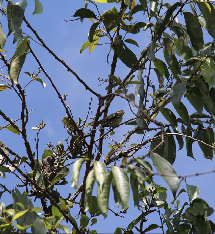 Birdwatching in Guatapé with Around 400 Bird Species - Who will enjoy this experience most