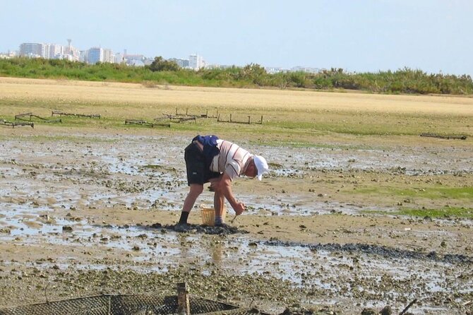 Birdwatching in Ria Formosa - Eco Boat Tour from Faro - Shellfish farms, oyster beds, and island views