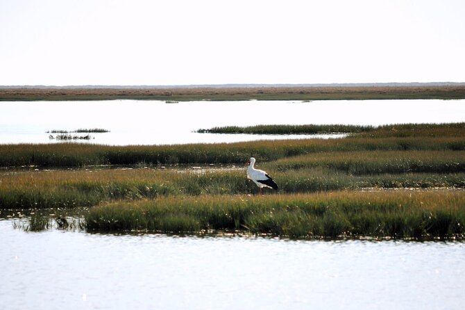 Birdwatching in Ria Formosa - Eco Boat Tour from Faro - Returning to Faro with the old town in view