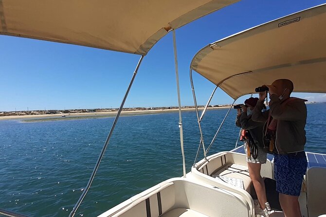 Birdwatching in Ria Formosa - Eco Boat Tour from Faro - When to go for the best birdwatching