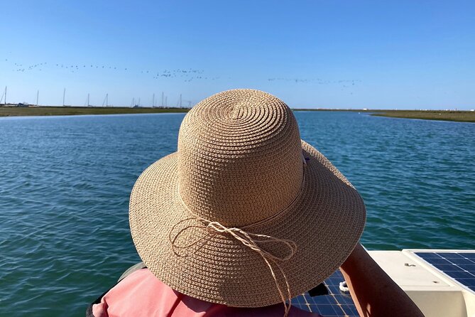 Birdwatching in Ria Formosa - Eco Boat Tour from Faro - Birds you may see around Ria Formosa
