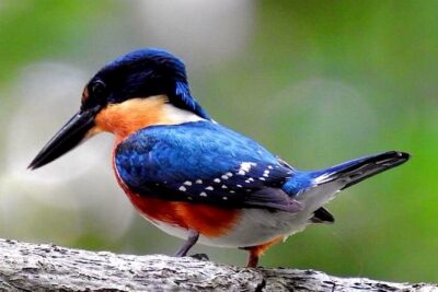 Sian Ka’an & Birdwatching Tours By Eddy