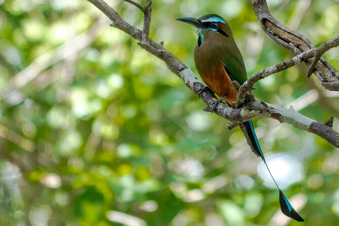Birdwatching in Sian Ka´an Muyil from Tulum - Shared Group Tour - The optional lagoon boat and clear-water float