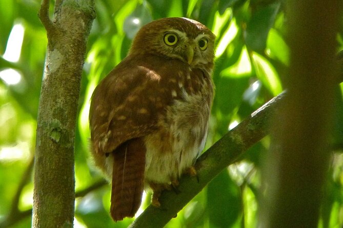 Birdwatching in Sian Ka´an Muyil from Tulum - Shared Group Tour - Breakfast, water, and the small-group advantage