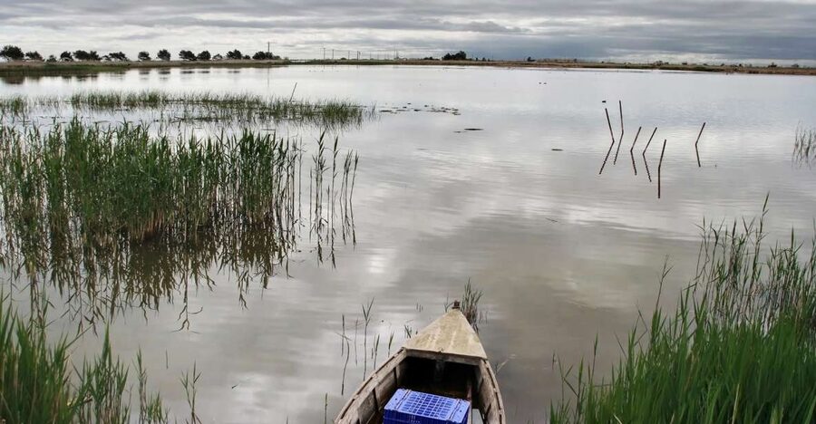 Birdwatching in the Ebro Delta - Key points to know before you go