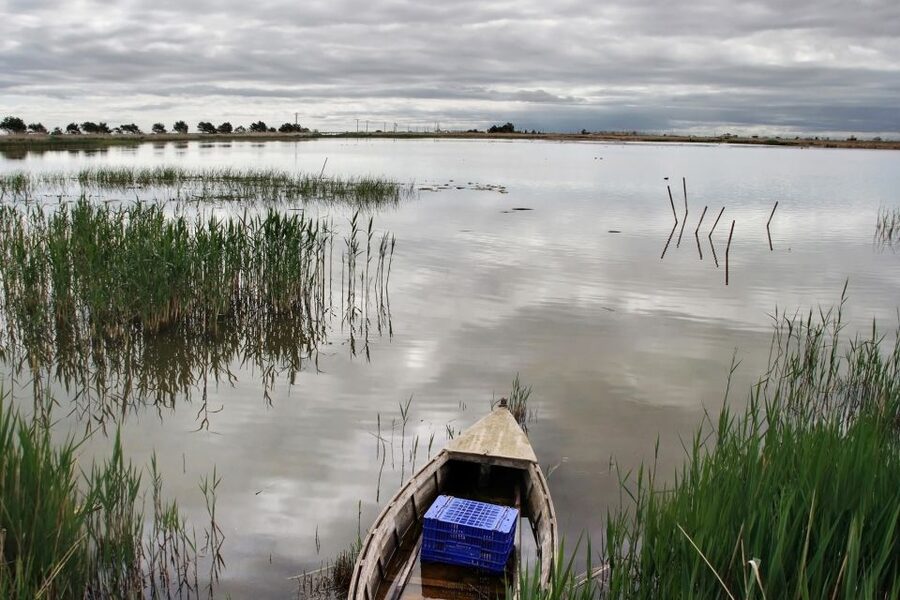 Birdwatching in the Ebro Delta - Why this Ebro Delta outing is worth your time