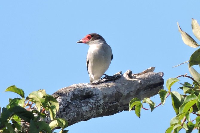 Birdwatching Playa del Carmen - What the walking portion feels like