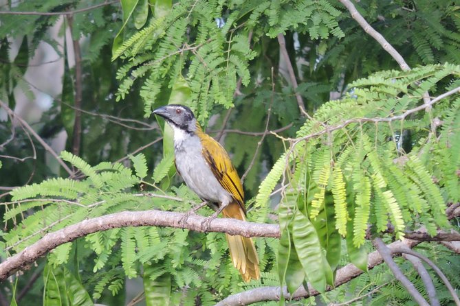 Birdwatching Playa del Carmen - Guides who make the difference