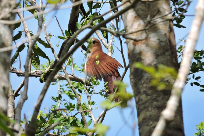 Birdwatching Playa del Carmen - Why the eBird list is a real bonus