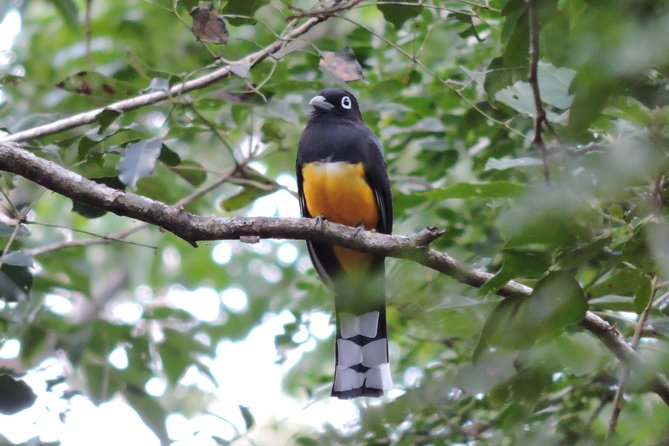 Birdwatching Playa del Carmen - Shared transport and a six-person limit