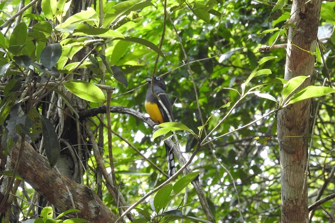 Birdwatching Playa del Carmen - What the $175 price includes