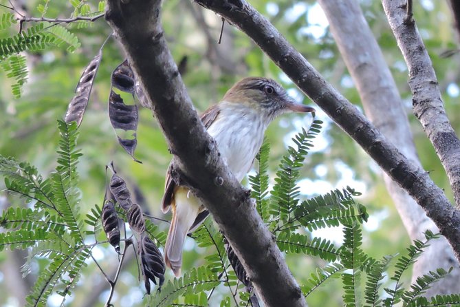 Birdwatching Playa del Carmen - Who should book this morning