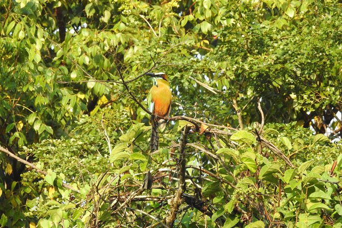 Birdwatching Playa del Carmen - The birds you may work to find
