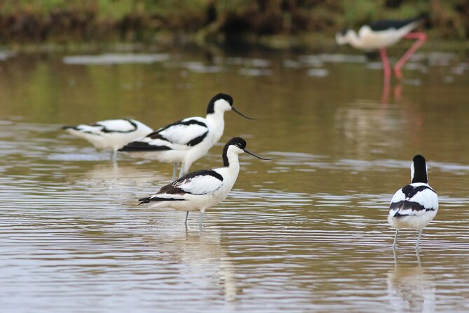 Birdwatching Private Tour at Fascinating Salgados Lagoon - Key points to know before you go