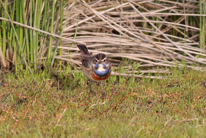 Birdwatching Private Tour at Fascinating Salgados Lagoon - Why Salgados Lagoon is worth your time