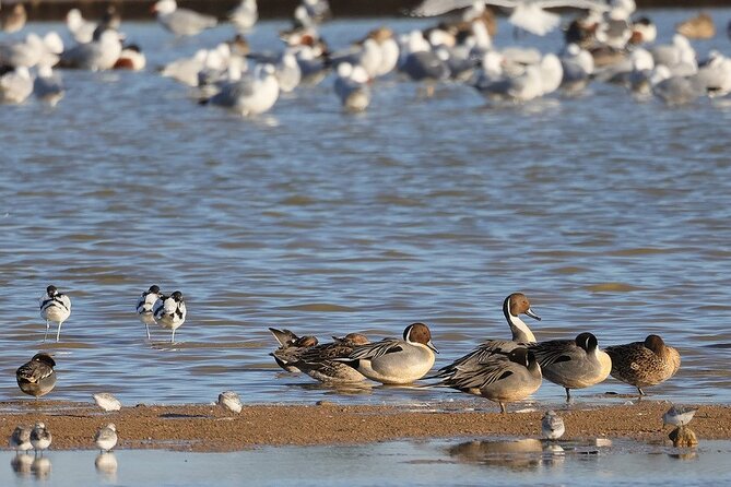 Birdwatching Private Tour at Fascinating Salgados Lagoon - What the two-hour length means