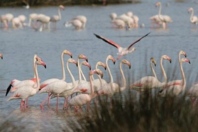 Birdwatching Private Tour at Fascinating Salgados Lagoon