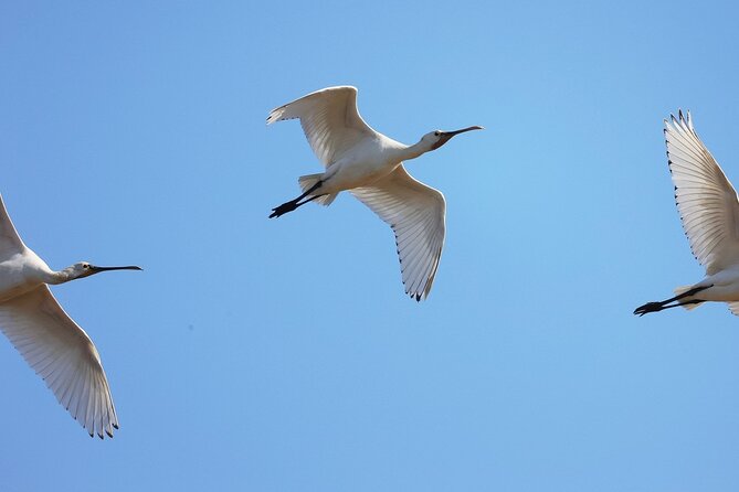 Birdwatching Private Tour at Fascinating Salgados Lagoon - How the guide shapes the experience