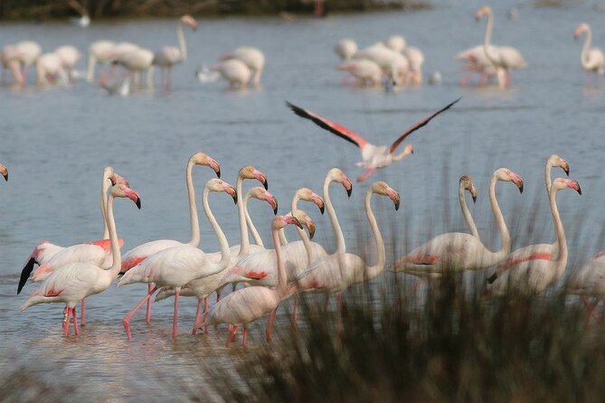 Birdwatching Private Tour at Fascinating Salgados Lagoon - Starting at Parking Praia Grande de Pêra