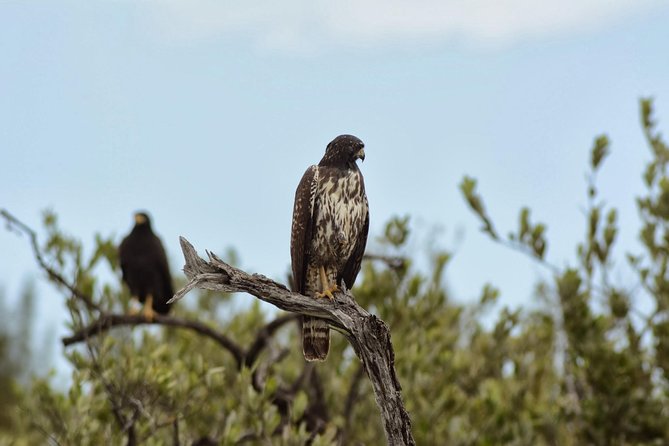 Birdwatching Sian Ka'an Biosphere Reserve - Why Sian Ka’an works so well for birdwatching