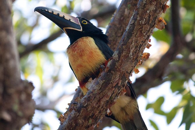 Birdwatching Sian Ka'an Biosphere Reserve - What your local guide adds