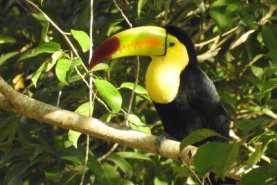 Birdwatching Sian Ka’an Biosphere Reserve