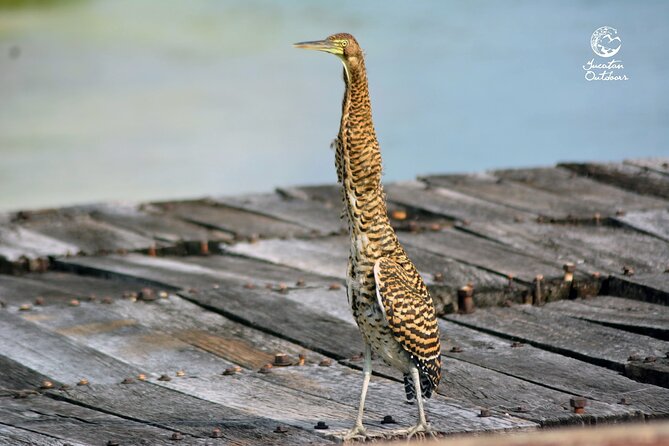 Birdwatching Sian Ka'an Biosphere Reserve - What you might see during the morning