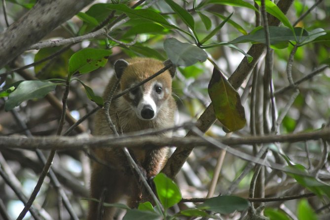 Birdwatching Sian Ka'an Biosphere Reserve - Who should book this experience