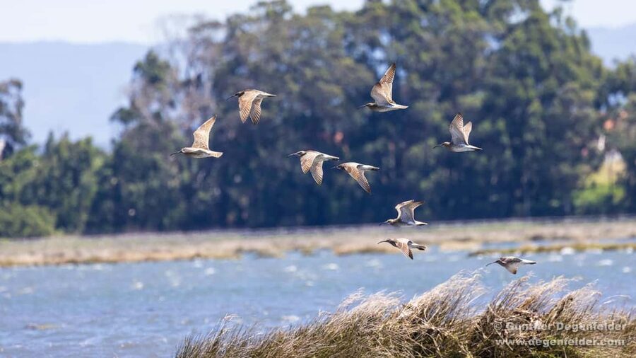 Birdwatching Solar Boat Tour Aveiro Lagon - Key points to know before you go