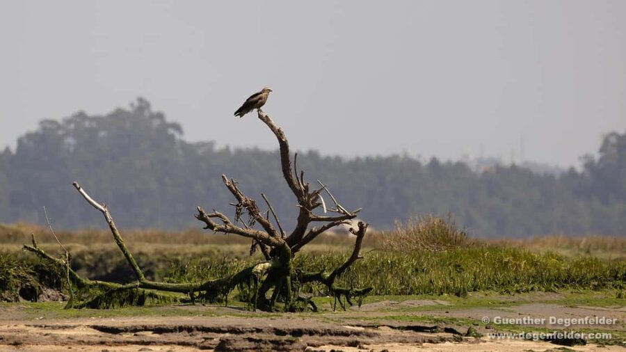 Birdwatching Solar Boat Tour Aveiro Lagon - Birdwatching in Aveiro’s salty marshes