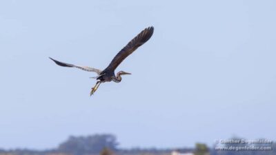 Birdwatching Solar Boat Tour Aveiro Lagon