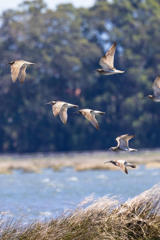 Birdwatching Solar Boat Tour Aveiro Lagon - What happens during the 90-minute route