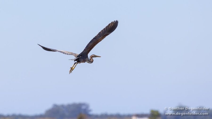 Birdwatching Solar Boat Tour Aveiro Lagon - The $50 price and what you receive
