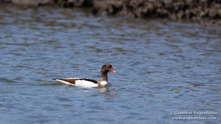 Birdwatching Solar Boat Tour Aveiro Lagon - Who will enjoy this boat trip most