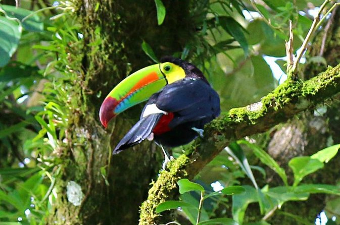 Birdwatching Tour at Mistico Park - Key points to know before booking