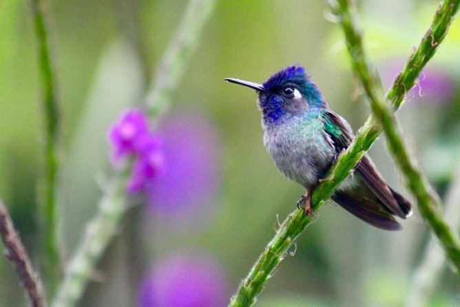 Birdwatching Tour at Mistico Park - Crossing Mistico’s hanging bridges