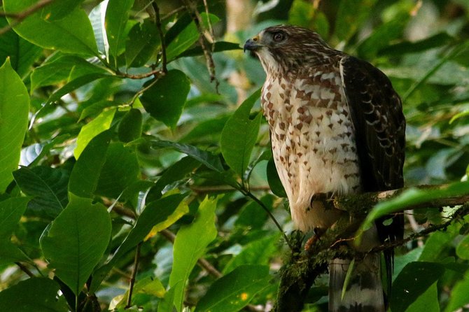 Birdwatching Tour at Mistico Park - Expect wildlife beyond birds