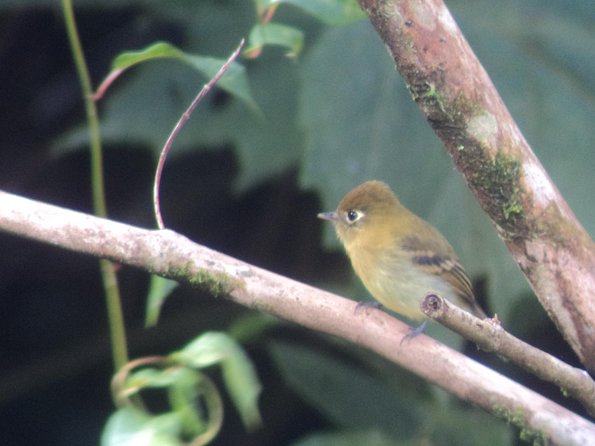Birdwatching Tour at Mistico Park - Is $66 a good value?