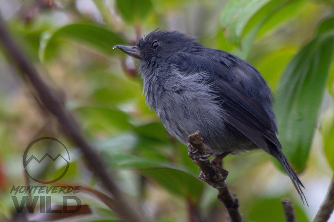 Birdwatching tour at the Cloud Forest -Monteverde Wild- - Why an early morning in Monteverde makes sense