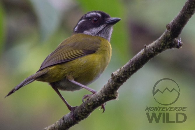 Birdwatching tour at the Cloud Forest -Monteverde Wild- - What you might see, from hummingbirds to quetzals