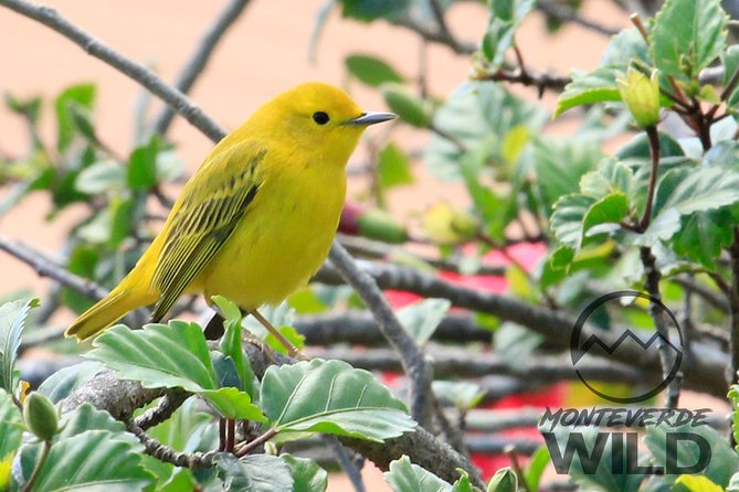 Birdwatching tour at the Cloud Forest -Monteverde Wild- - Small groups and the private upgrade